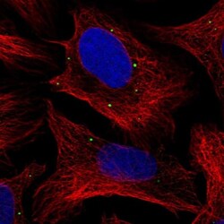 ADP-Sugar Pyrophosphatase/NUDT5 Antibody, Novus Biologicals 0.1mL; Unlabeled:Antibodies,